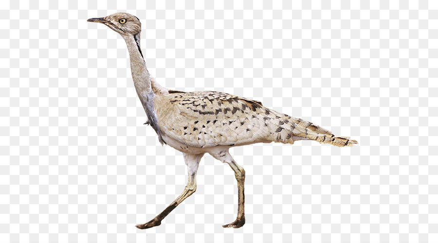 L'outarde Houbara，L'outarde PNG
