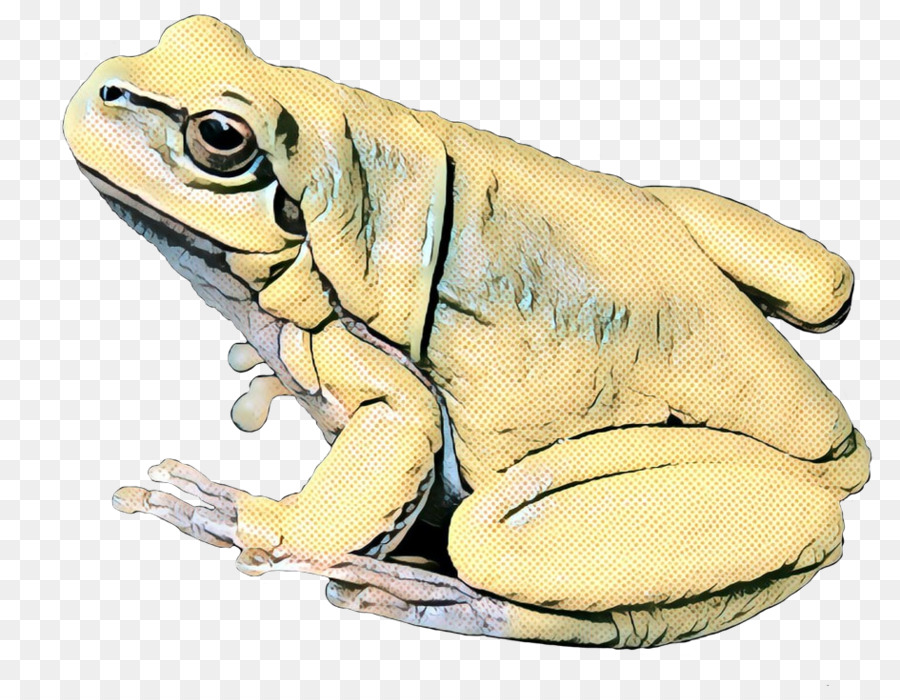 Vrai Grenouille，Crapaud PNG