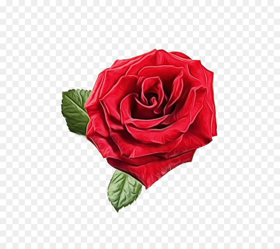 Rose，Rouge PNG