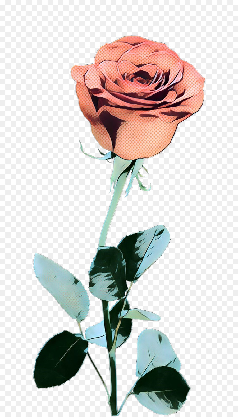 Rose Rose，Floraison PNG