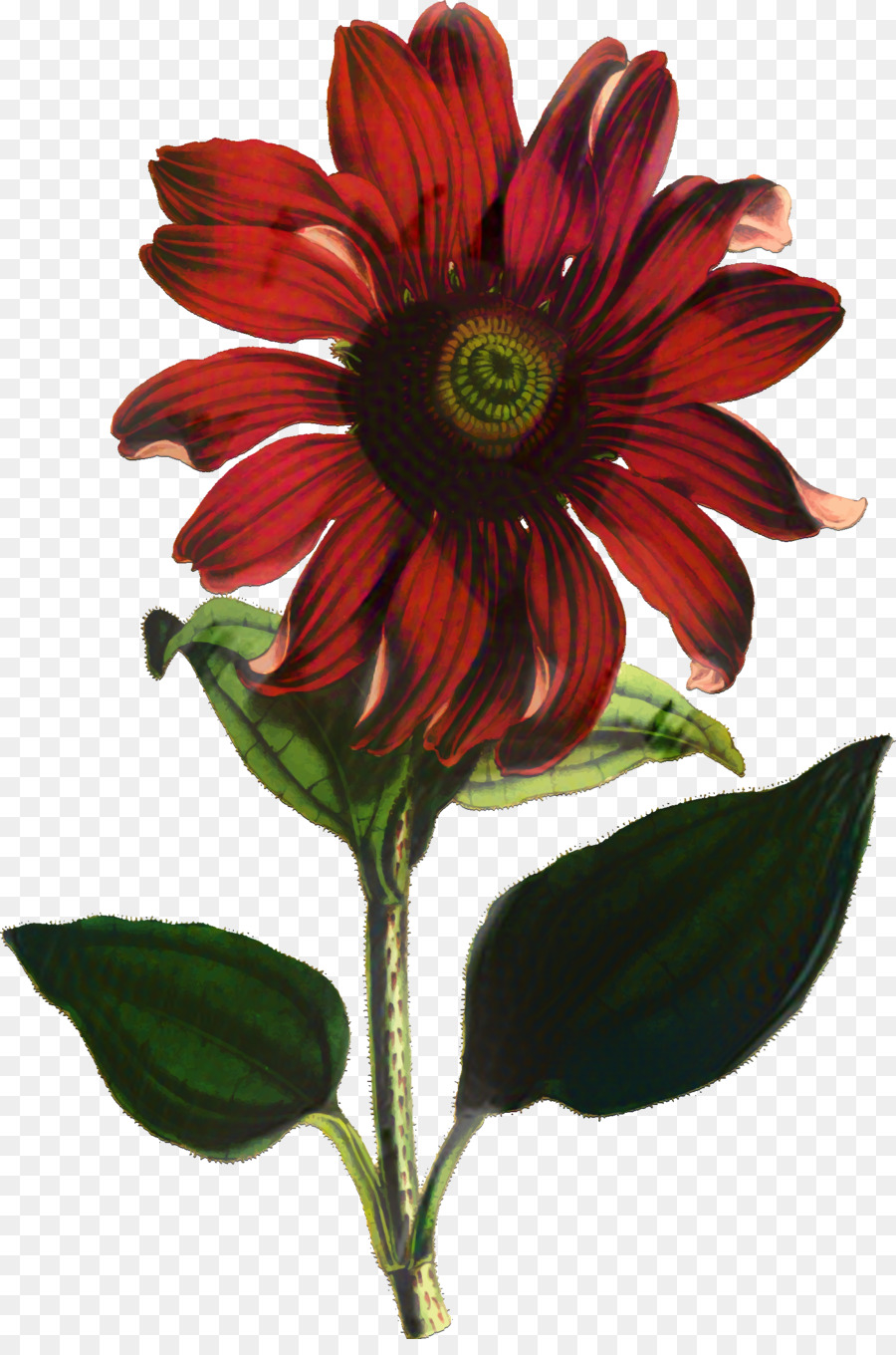 Fleur Rouge，Fleur PNG