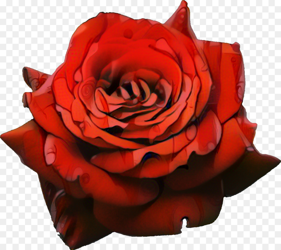 Rose，Floraison PNG