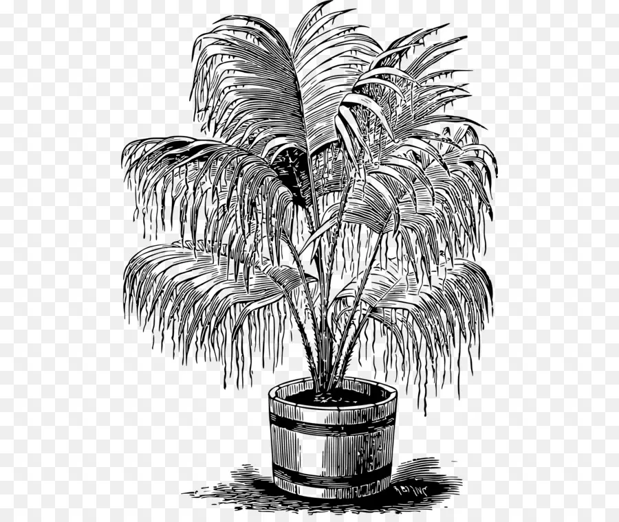 Plante En Pot，Usine PNG