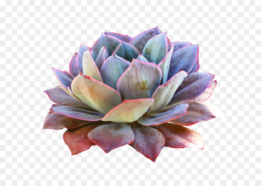 Plante Succulente，Cactus PNG