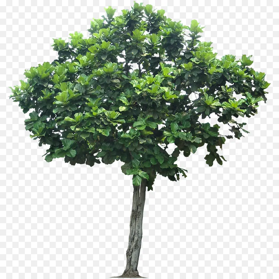 Arbre，Feuilles PNG