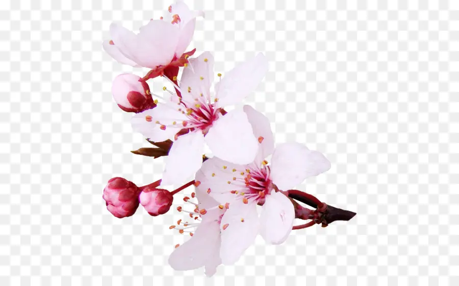Fleur，Fleur De Cerisier PNG