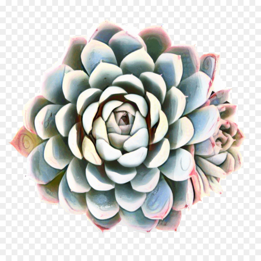 Fleur，Rose PNG