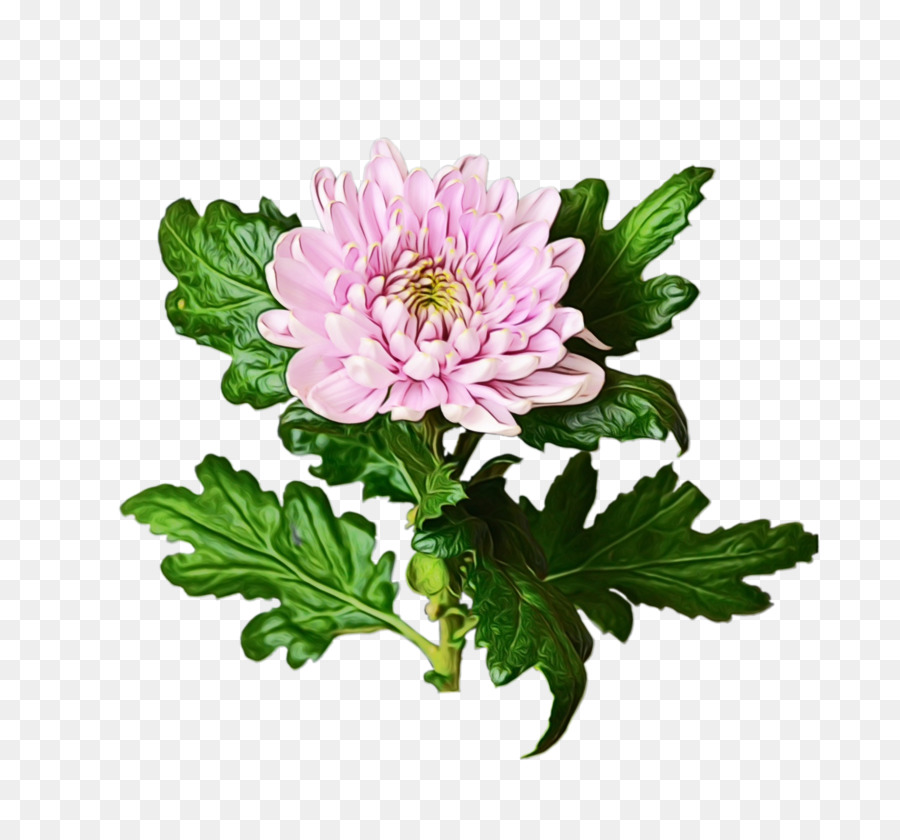 Chrysanthème，Marguerite Marguerite PNG