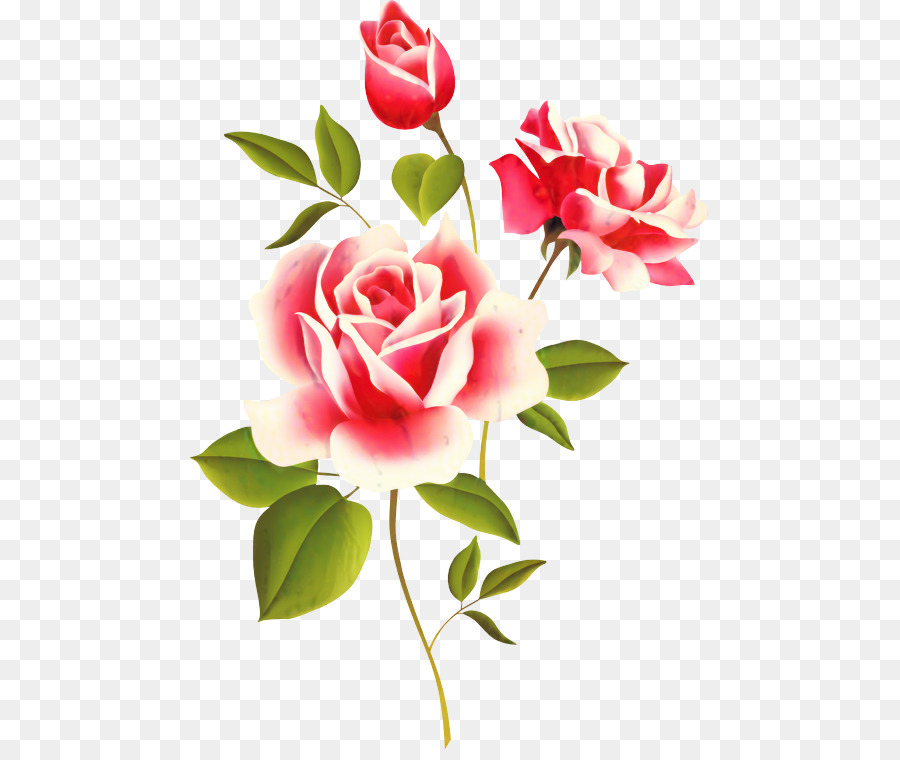 Rose，Toujours La Vie En Rose Roses PNG