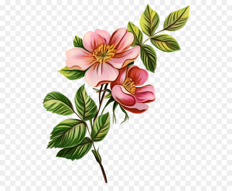 Les Illustrations Botaniques，Rose PNG
