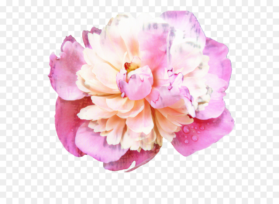 Fleur Rose，Floraison PNG