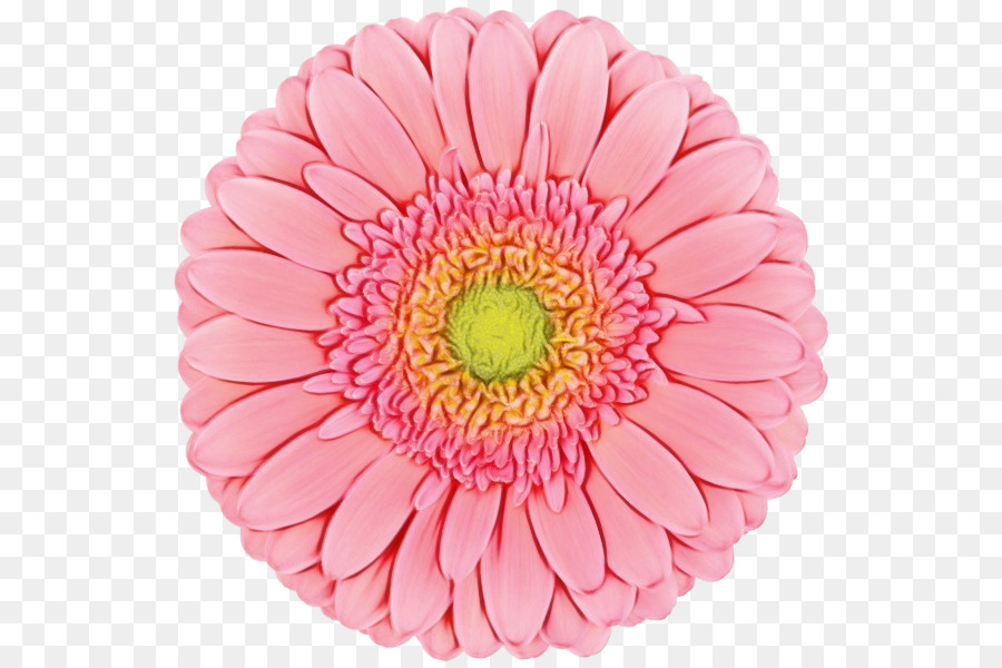 Fleur，Floraison PNG