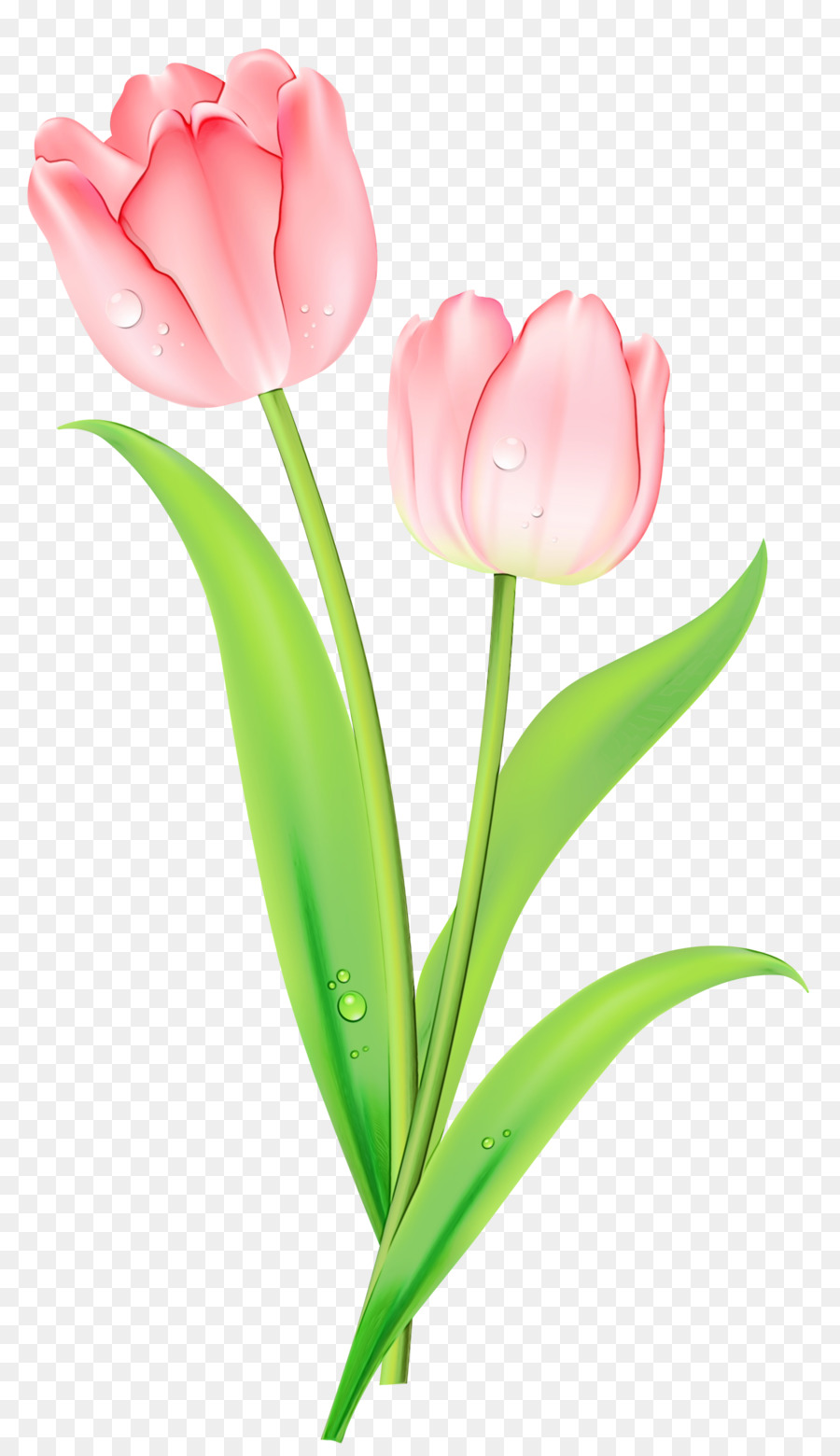 Tulipes Blanches，Fleurir PNG