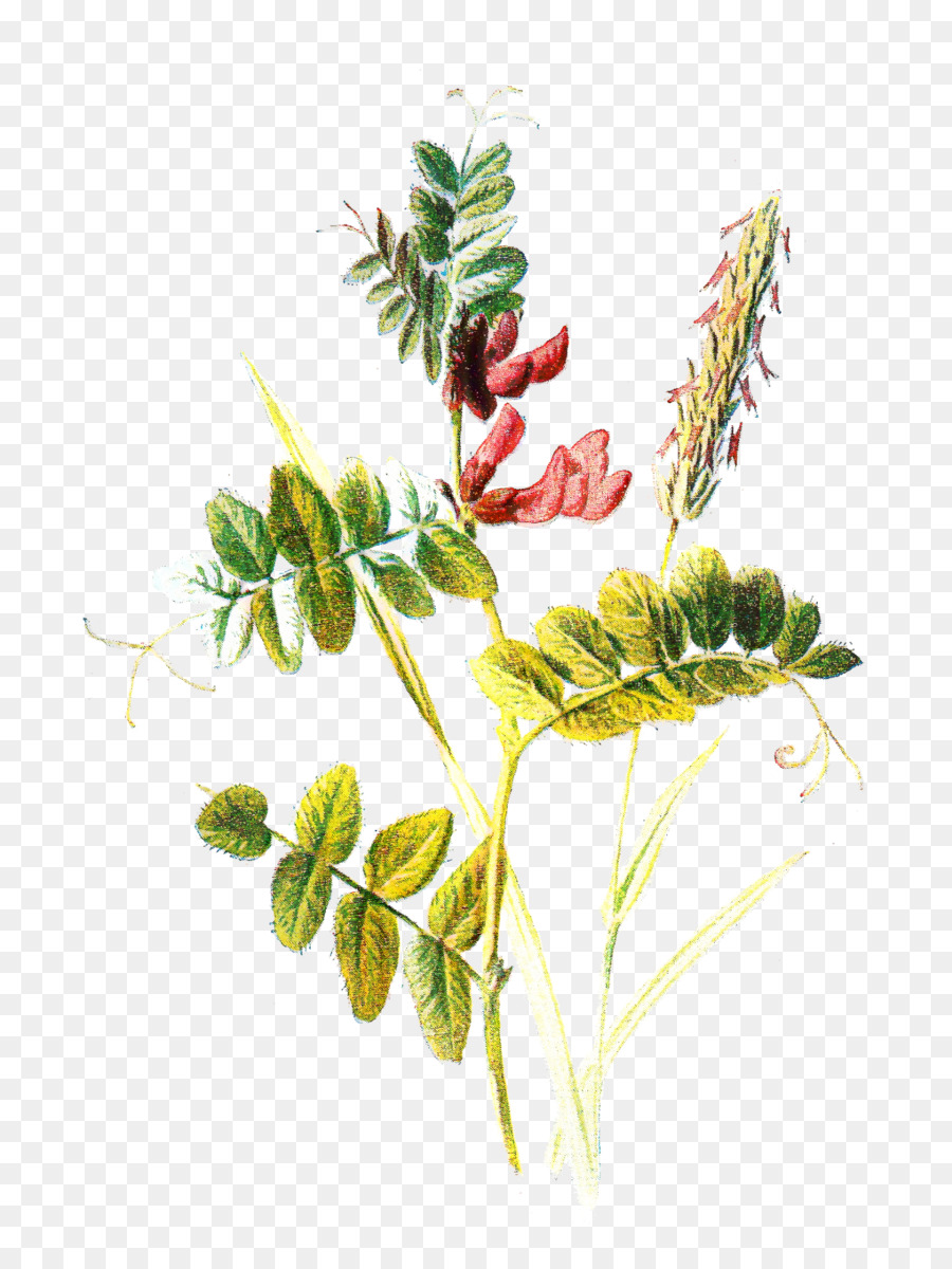 La Botanique，Les Illustrations Botaniques PNG