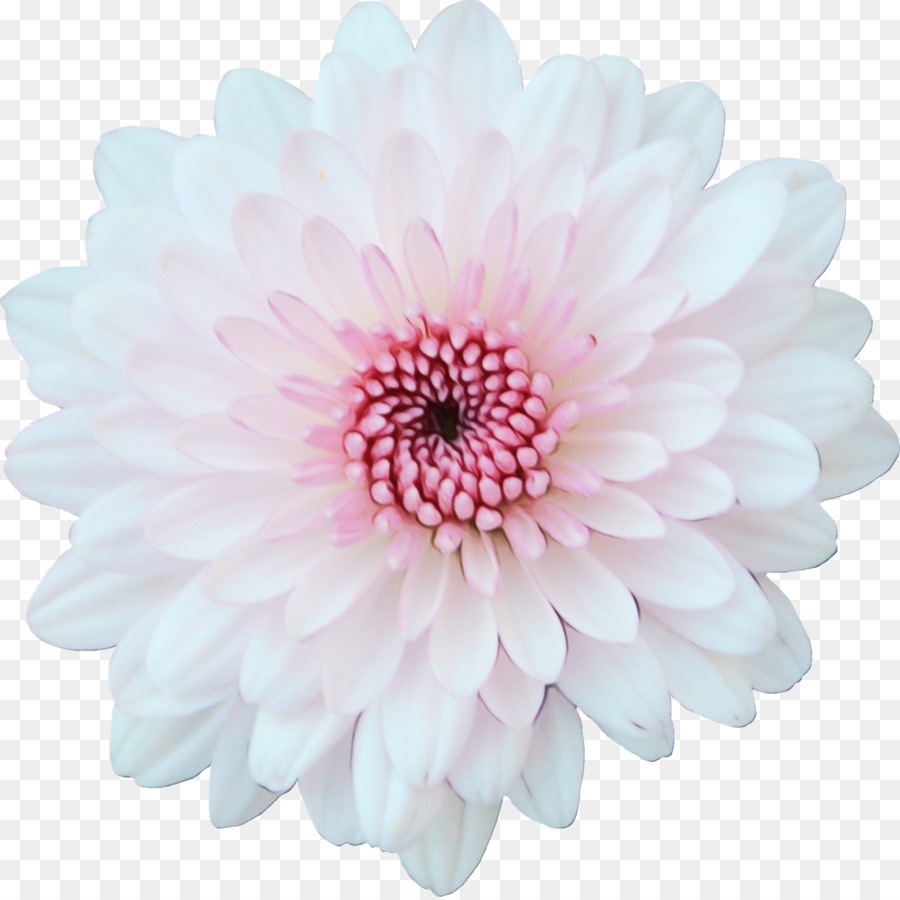 Fleur，Floraison PNG