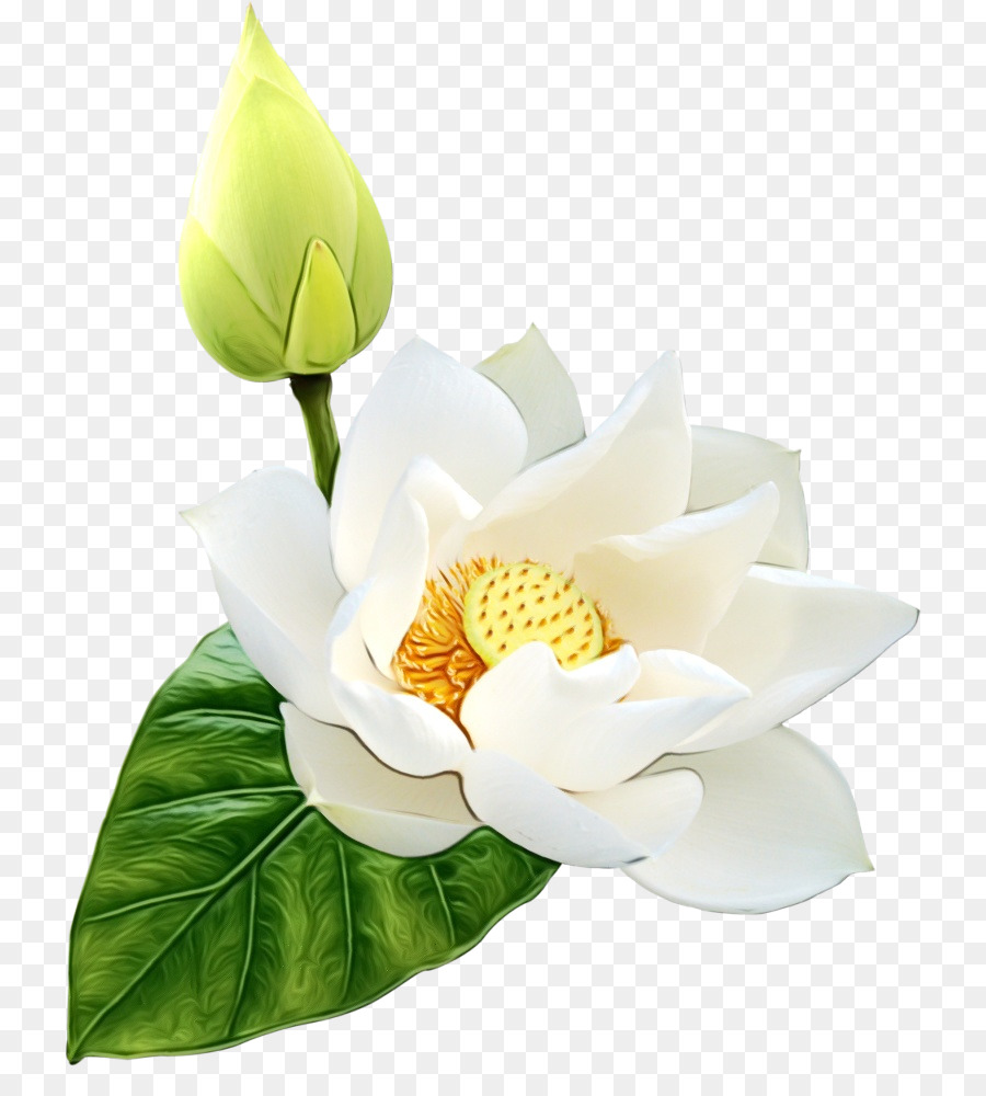 Fleur Blanche，Fleurir PNG