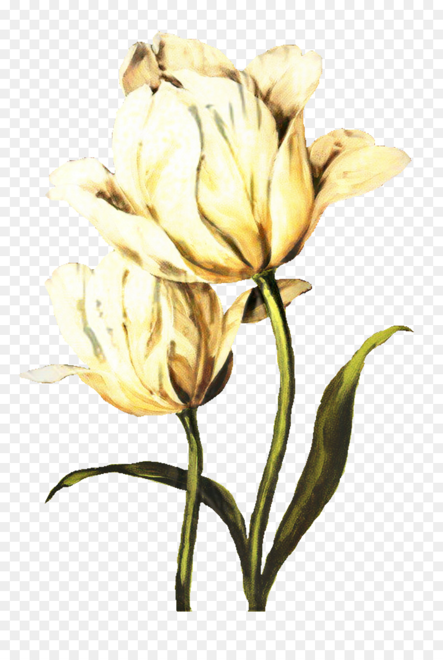 Tulipe Blanche，Tulipe PNG