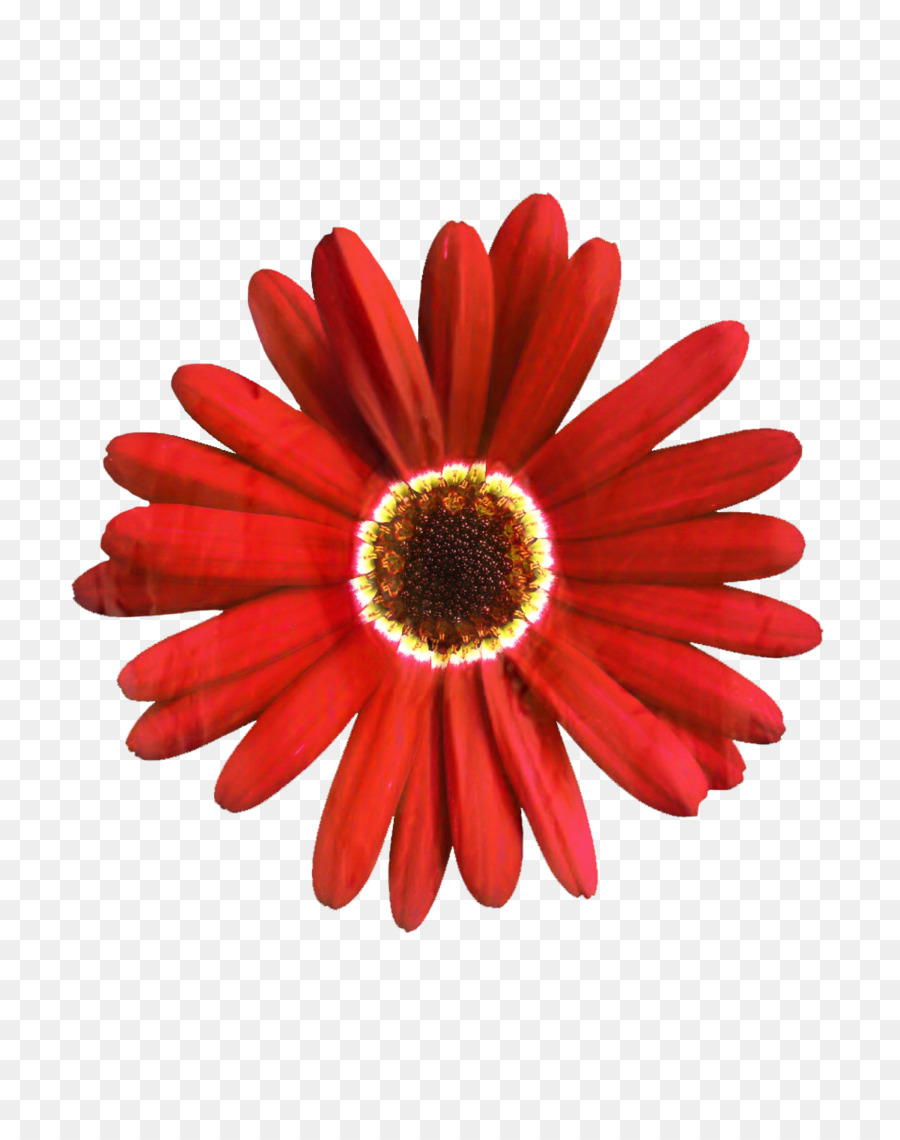 Fleur Rouge，Fleur PNG