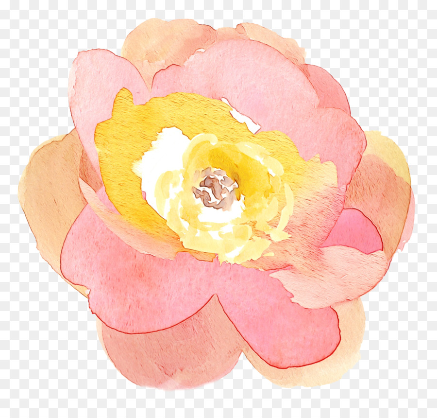 Chou Rose，Les Fleurs Coupées PNG