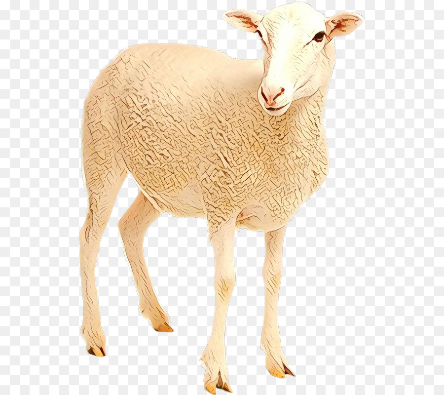 Mouton，Bétail PNG