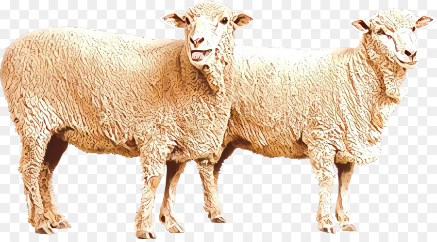 Agneaux，Mouton PNG