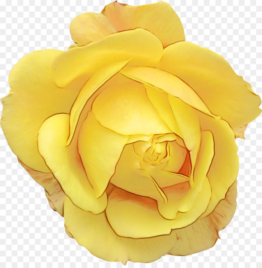 Les Roses De Jardin，Chou Rose PNG
