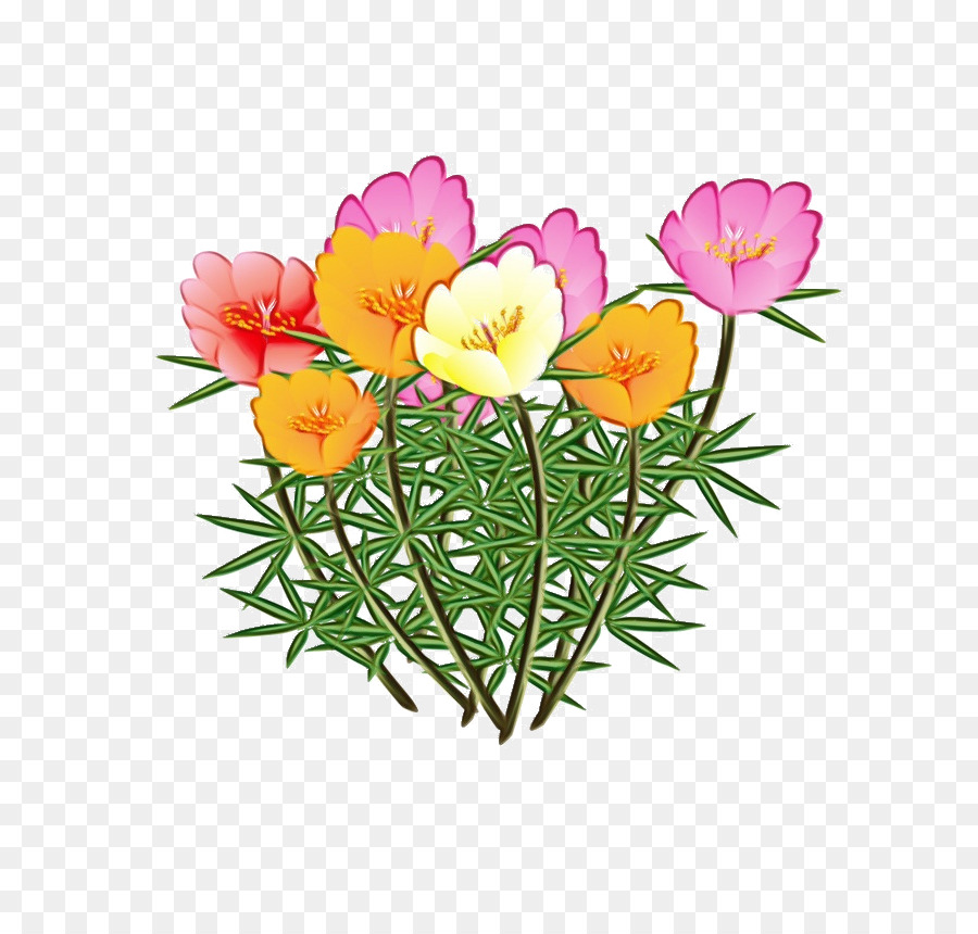 Fleurs Colorées，Floraison PNG