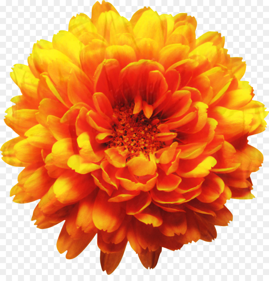 Chrysanthème，Fleur PNG