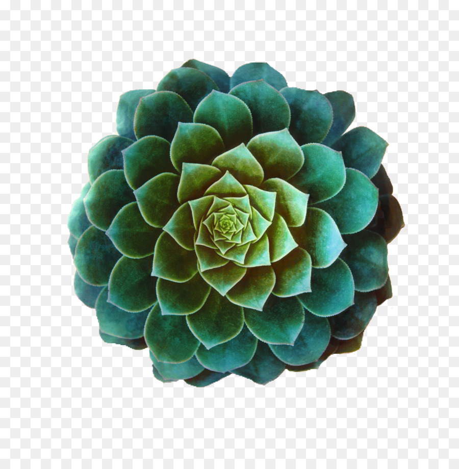 Succulent，Vert PNG