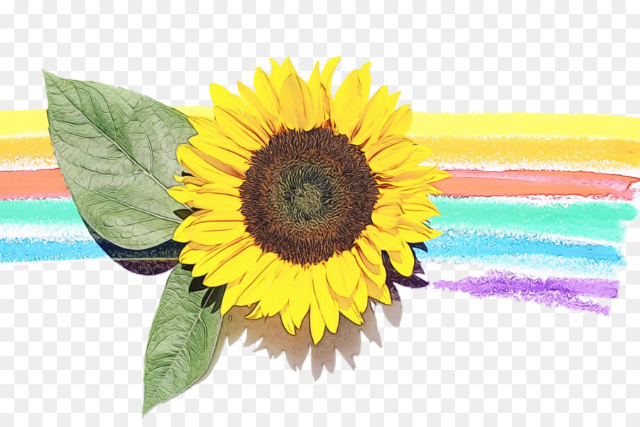 Tournesols，Arc En Ciel PNG