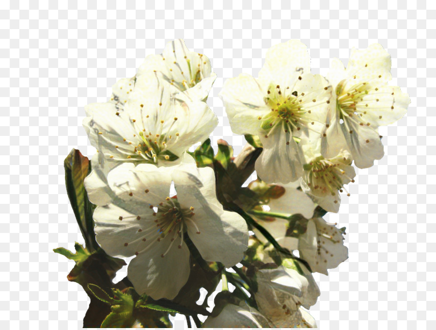 Fleurs Blanches，Fleurir PNG