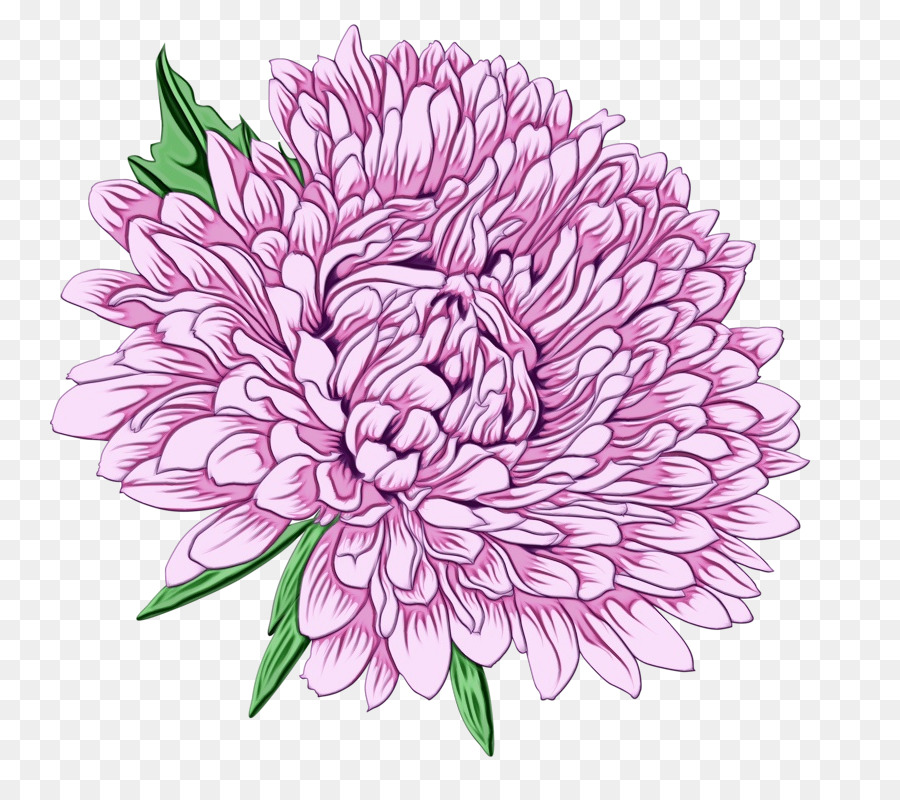 Dahlia，Chrysanthème PNG