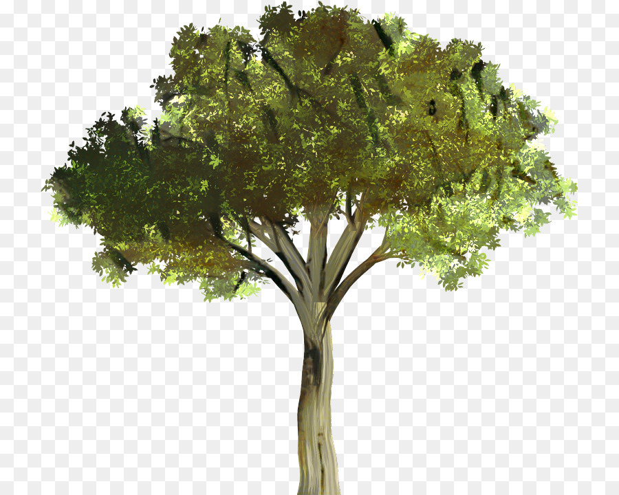 Arbre，Succursales PNG