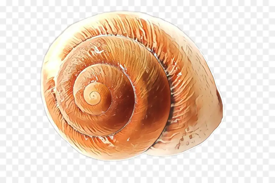 Escargot，Coque PNG