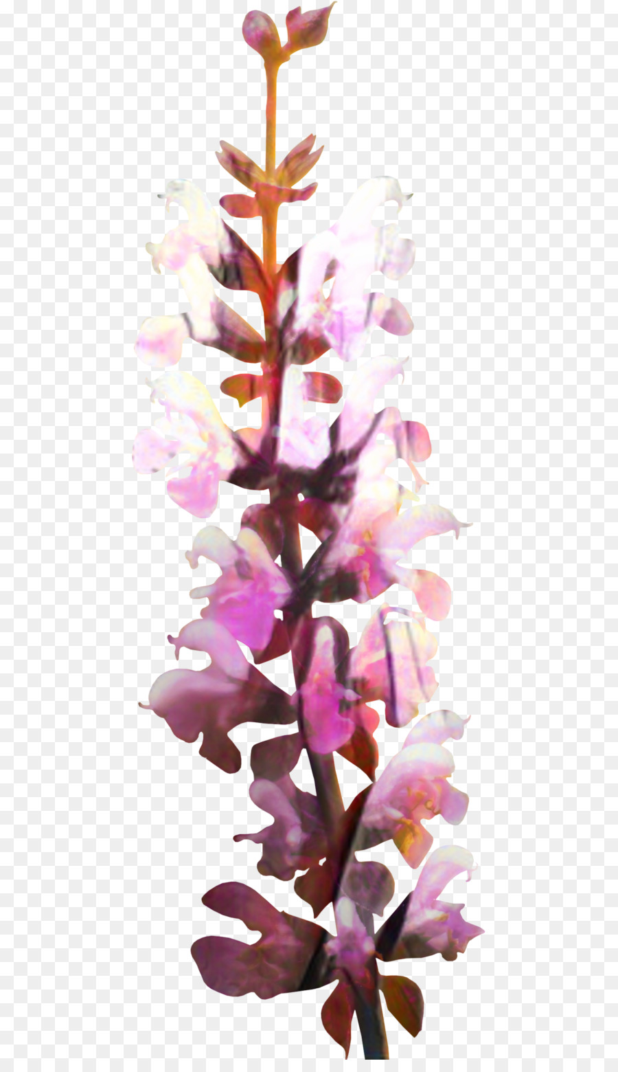 Les Orchidées，Rose PNG