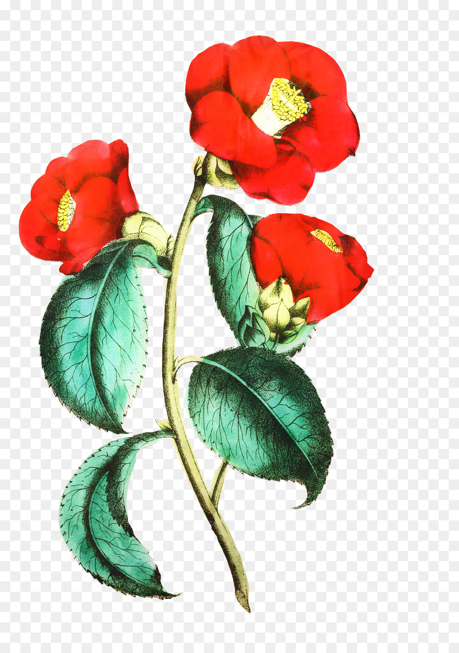 Rose，Design Floral PNG