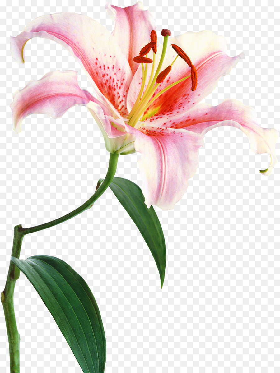 Lys Blanc，Fleur PNG