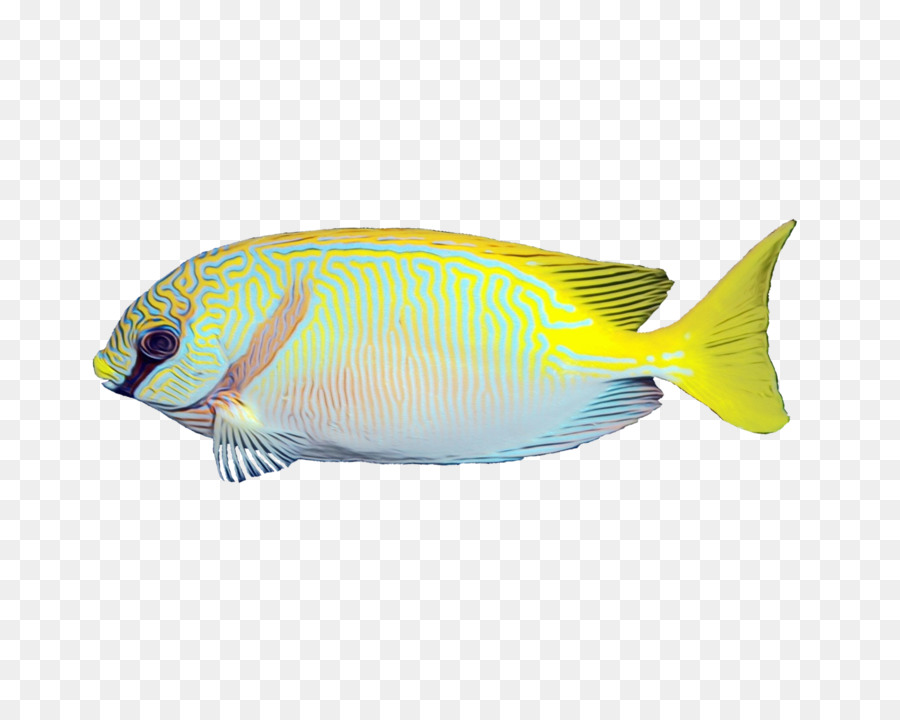 Poisson Coloré，Aquatique PNG