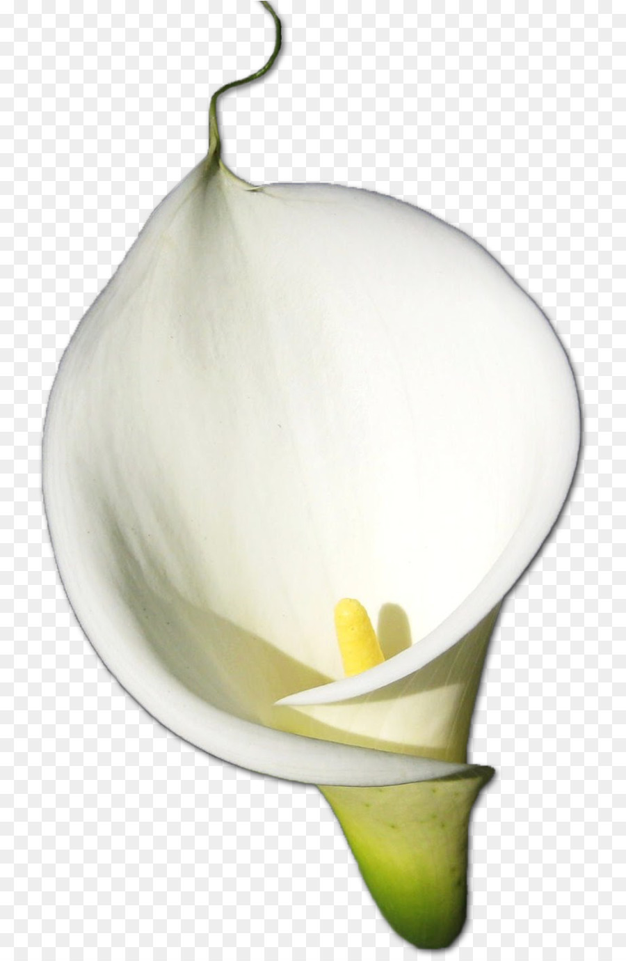 Fleur Blanche，Fleurir PNG