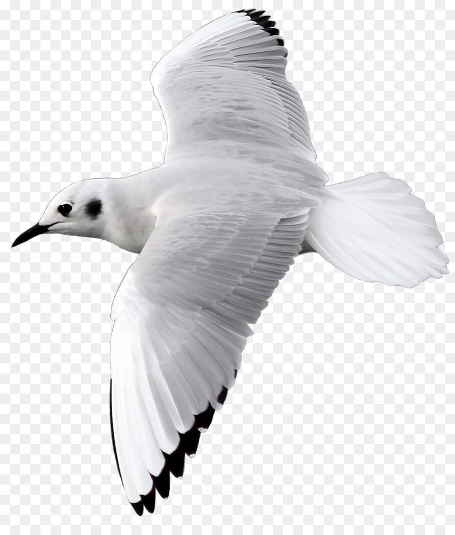 Mouette Volante，Ailes PNG