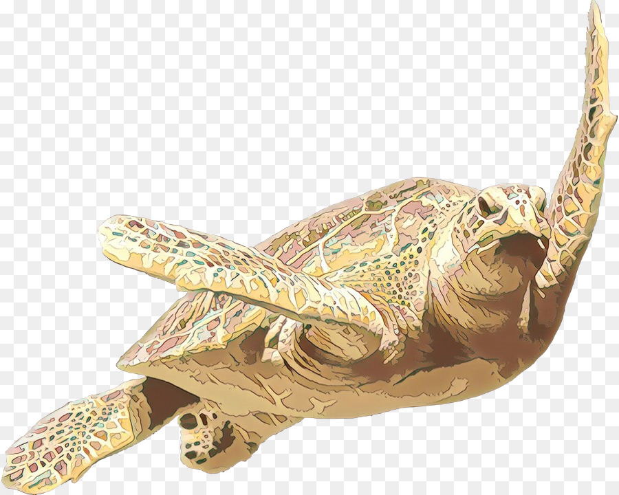 Tortues Boîtes，Tortue PNG