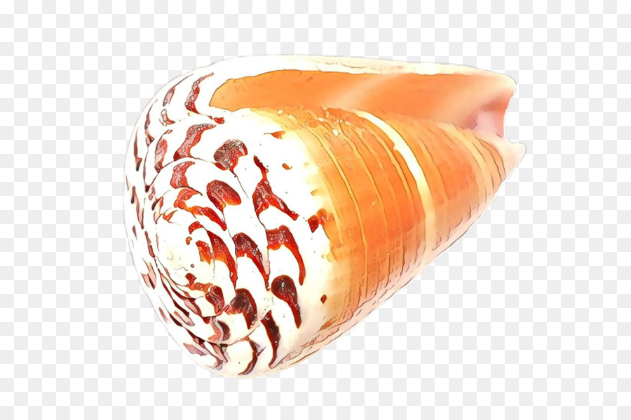 Coquillage，Les Mollusques PNG