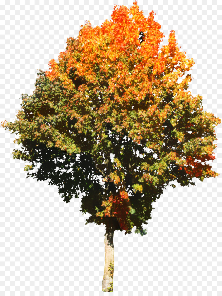 Arbre D'automne，Feuilles PNG