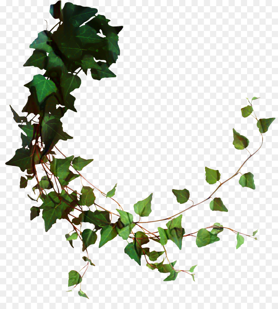 Lierre Vert，Feuilles PNG