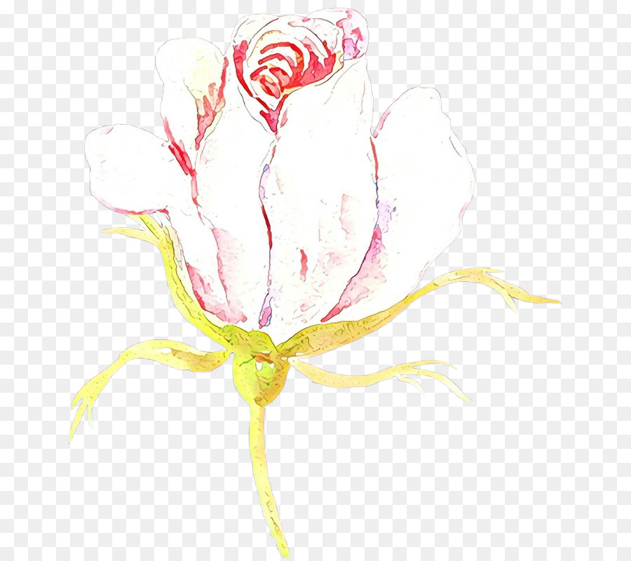 Rose，Rouge PNG