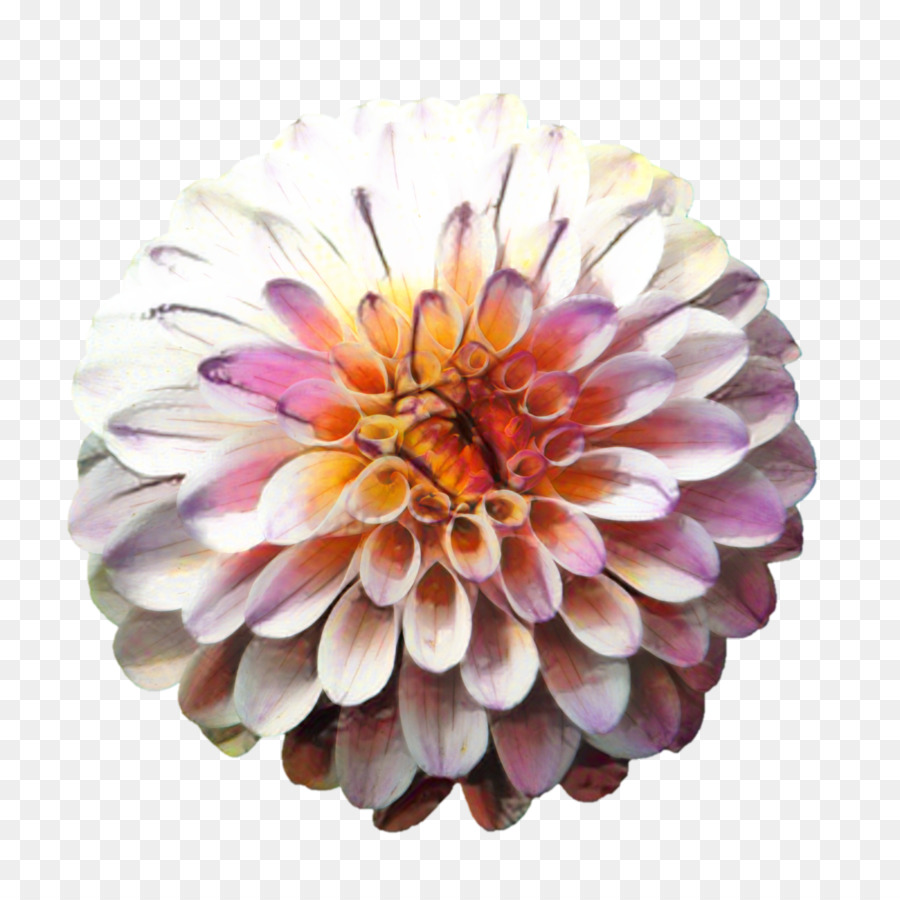 Dahlia，Bonsaï PNG