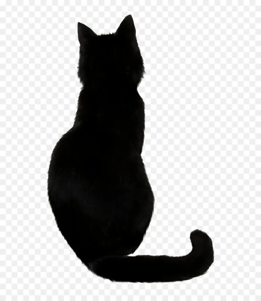 Chat Noir，Animal De Compagnie PNG