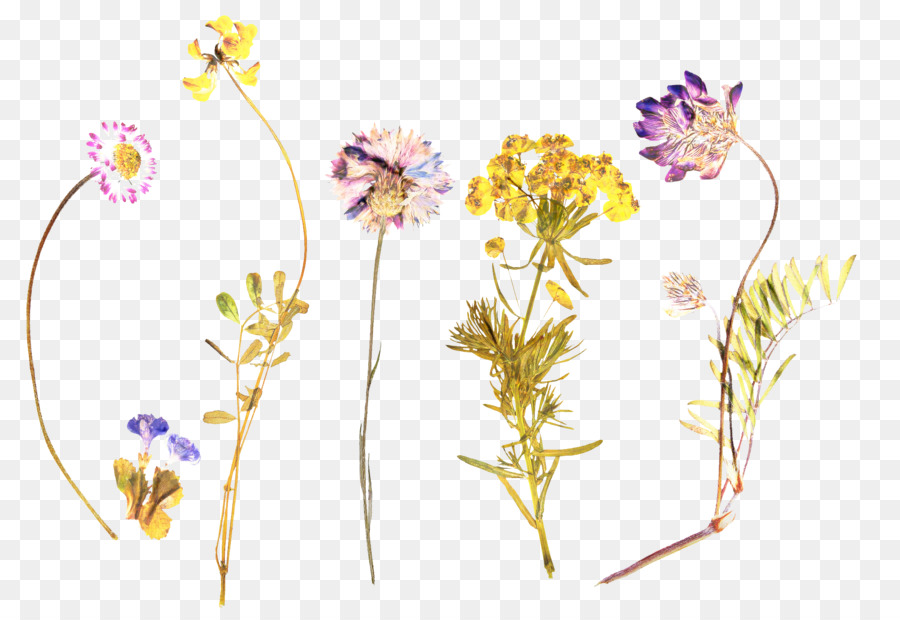 Fleurs Pressées，Plantes PNG