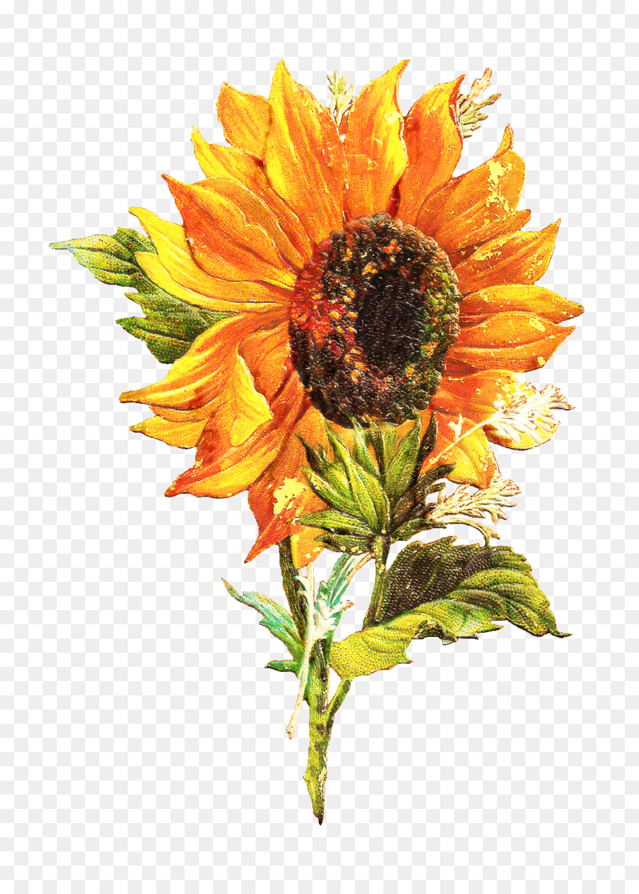 Tournesol Jaune，Feuilles Vertes PNG