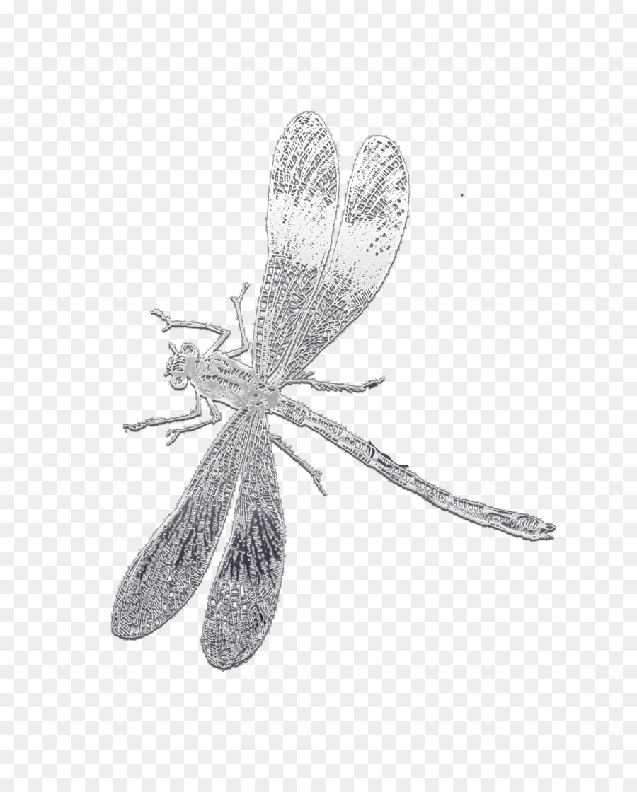 Les Insectes，Libellule PNG